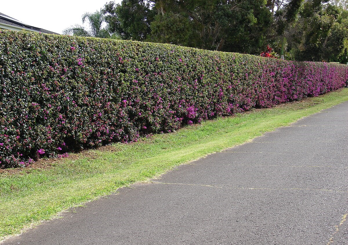 Живая изгородь